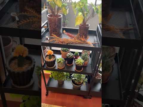 観賞用の吊り下げ多肉植物、赤い茎、rhipsalis、Pseudorhipsalis ramulosa、赤いサンゴ