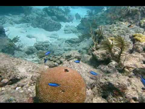Looe Key Reef dive video, Florida Keys