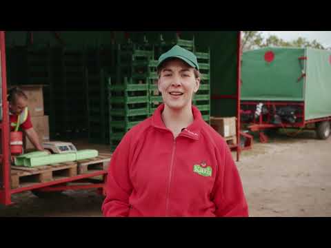 Strawberry Harvest: Packing and Transport