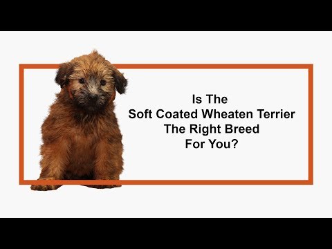 Soft Coated Wheaten Terrier Video