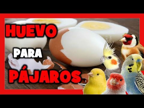 ¿Cómo cuidar un canario?