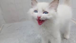 ラグドールの動画01