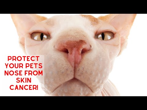 Protect your Pet's NOSE from Skin Cancer!