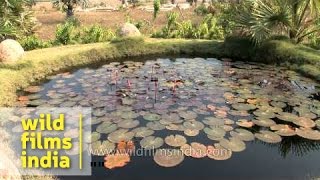 Lotus pond inside Botanical Garden - Pondicherry