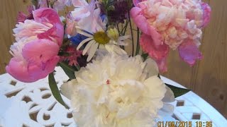 Смотреть онлайн Уход и выращивание за цветками пионами