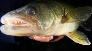 Walleye at Night Ice Fishing Fort Peck 2016, JawJacker Video