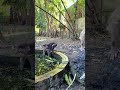swimming with friends at pool |  #animall #reels #monkey #shorts