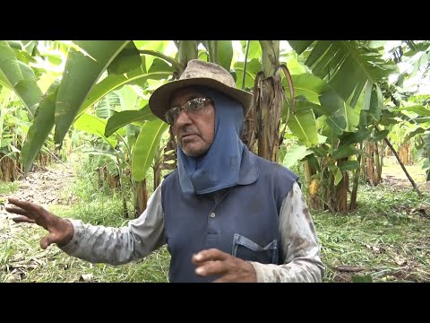 Assentamento Ilhotas em Palmeirais produz 120 toneladas de bananas por ano 04 12 2021