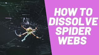 How To Dissolve Spider Webs- Everything You Need To Know