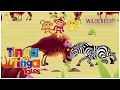 Why Wildebeest Stampede Tinga Tinga Tales Official Full Episode