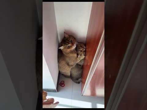 Funny cats trying to hide
