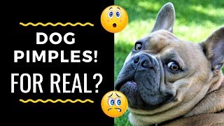 Dog Pimples! For Real?