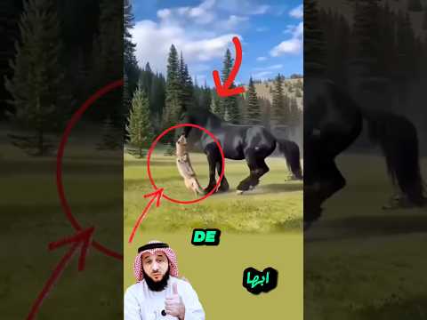 شاهد كيف دافع الحصان الأسود عن نفسه بقوة مذهلة