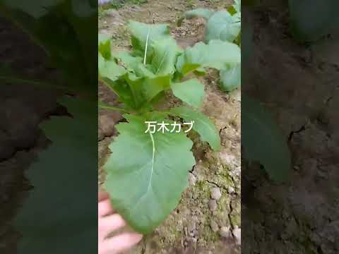 園芸 ルタバガ、カブキャベツ