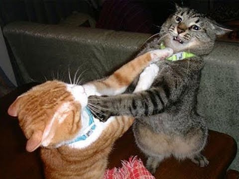 Cats who Hate each other's Guts