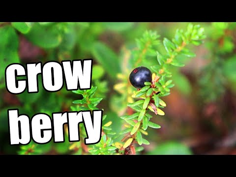 CROWBERRY : Foraging a Tiny Berry in Finland (+ Jam Review)- Weird Fruit Explorer