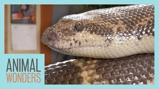 The Difference Between Legless Lizards and Snakes by Animal Wonders