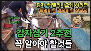 감자밭 만들때에 이거 넣으면! 대박풍년 냉해피해 없이 굵고 큰 감자수확! #감자심는법 #potato #감자심…