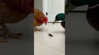 Download lagu Chicken vs. Duck The Great Cockroach War! mp3 Download lagu Chicken vs. Duck The Great Cockroach War! mp3