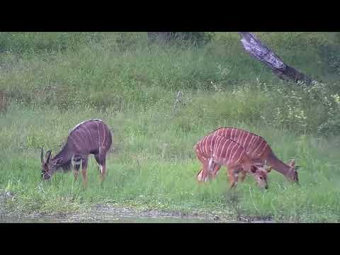 Djuma: Nyalas - 13:08 - 03/25/2023