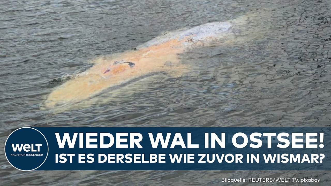 NACH TIMMY: Mysteriöser heller Wal erneut in Ostsee entdeckt! Sichtungen in Wismar und Wustrow