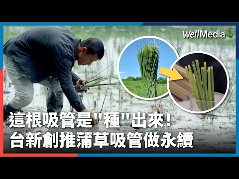 田裡"種"出來的天然吸管！用蒲草、甘蔗渣做成環保吸管？替代一次性塑膠新解方 帶你來解密【Well Talk】