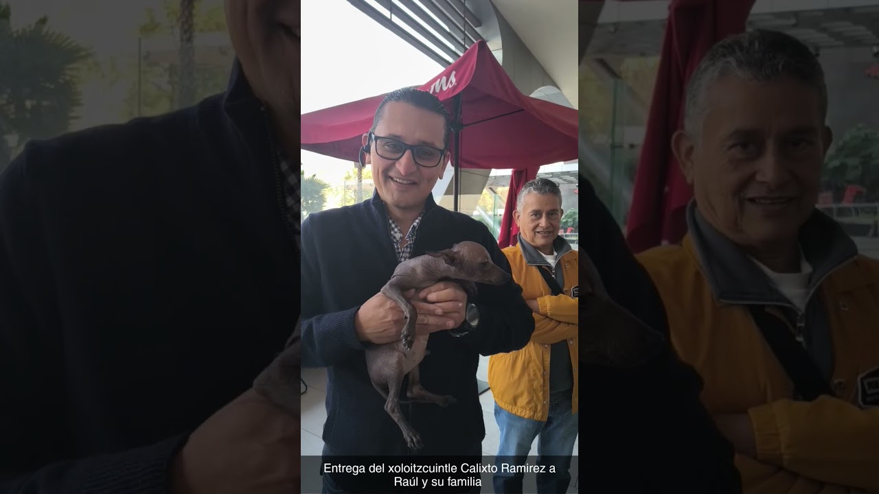 Entrega Xoloitzcuintle Miniatura en CDMX