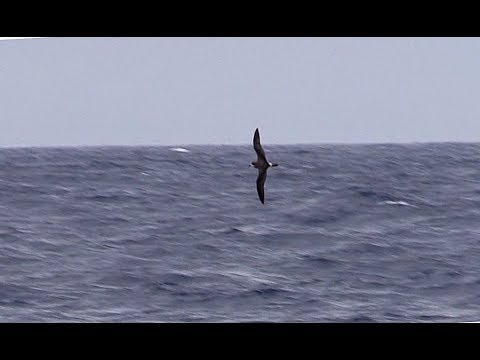 Bermuda Petrels, Bermuda, North Atlantic, 9th November 2018