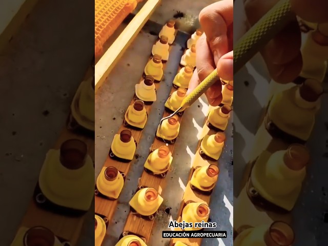 Vídeo relacionado con MAGT Injerto de Abeja, 2Pcs Herramienta de Injerto Retráctil Larvas de Abeja Reina Apicultura Suministros de Crianza Herramientas