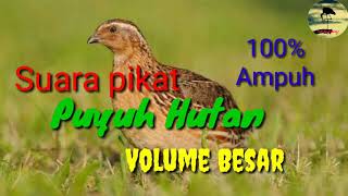 Download lagu Suara pikat burung Puyuh Hutan mantap 100% Volume besar & suara jernih mp3
