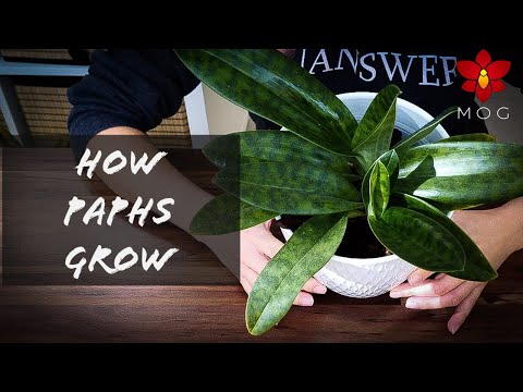 , title : 'Growth stages of Paphiopedilum Orchids - What to expect from your slipper Orchid!'