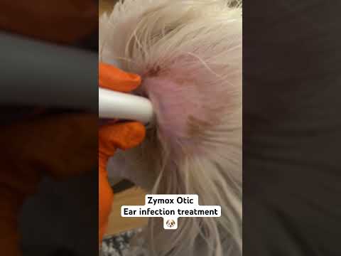 Zymox Otic cures our miniature goldendoodle's ear infection. #goldendoodle #earinfection #zymox