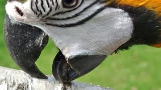 CaКлювы и когти попугаев - уход