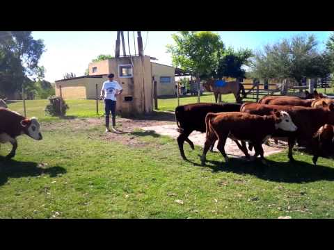 En Venta 35 Novillos de 1 a 2 Anos, Maldonado.