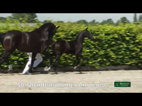 50 Nalucienne STMT (Quantensprung x Ampère)