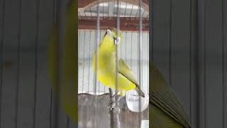 Download lagu Pleci Dakun Lombok #birds #pleci #zosterops #kicaumania #kecial #burung mp3 Download lagu Pleci Dakun Lombok #birds #pleci #zosterops #kicaumania #kecial #burung mp3