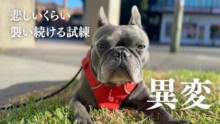「なんでこの子ばかり…」次々と襲う試練。それでも前を向いて頑張る愛犬が愛おしい。