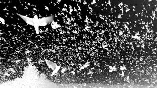 Hazelwood Trialogue: Part 2 ~ Homing Pigeons (Terence McKenna, R. Sheldrake, R. Abraham)