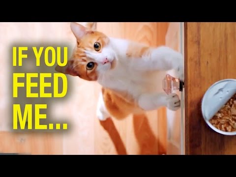 If you feed me wet cat food..