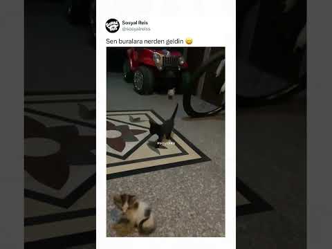 Sen buralara nerden geldin 😄