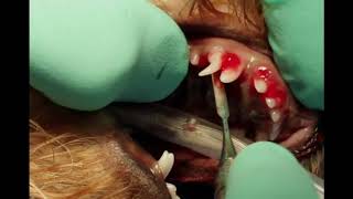 Deciduous Canine Extraction in a Dog