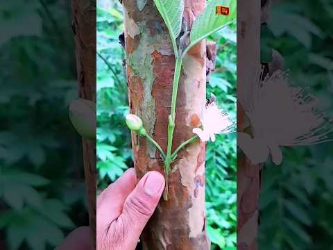 how to grafting guava🍈  tree ✔ #shorts #agriculture #farming