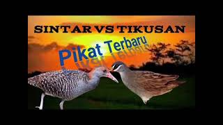 Download lagu Suarah Pikat Burung Sintar Vs Tikusan Ampuh Terbaru 2024 mp3