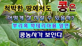 [텃밭농부 1,639]  척박한 땅에서도 잘 자라는콩. 뿌리혹박테리아를 알면 콩농사가 보인다. #매주콩재배 …