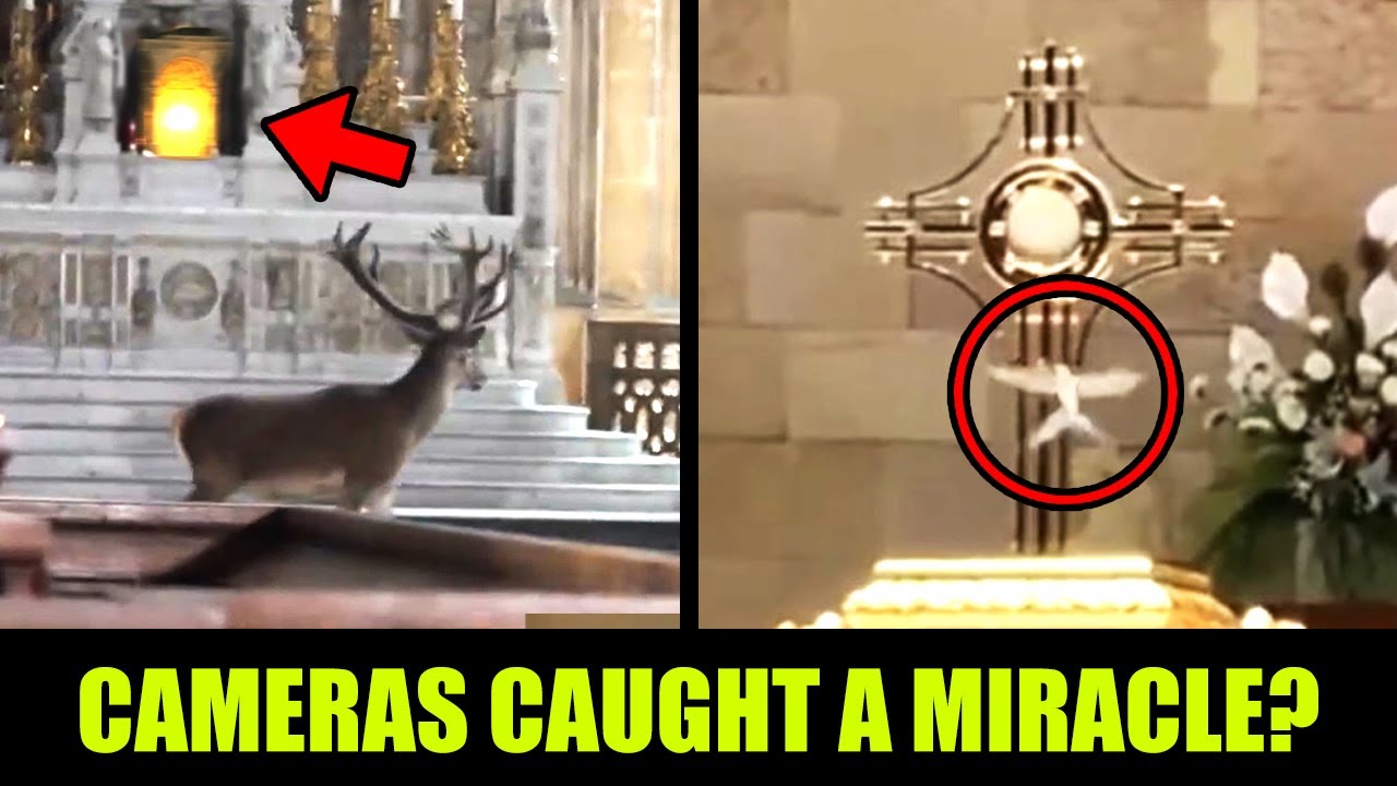 Te cuda eucharystyczne zszokowały naukowców!