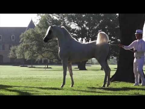 Aziim Al Amaar   by Amaar Al Rayyan