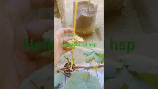 pangkas pembuahan 10 hsp #anggur #tanamanunggul