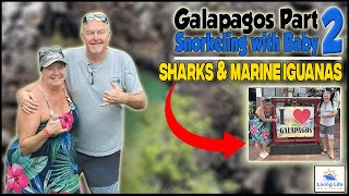 Galapagos Part 2 | Snorkeling with Baby Sharks and Marine Iguanas