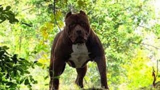 Download lagu Leopard vs pitbull. Jaguar, tiger, wolf, crocodile kill dogs. Puma vs Doberman Wild animals kill dog mp3