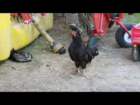 Artgerechte Tierhaltung am Hof mit Prof. Matthias Gauly